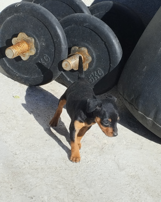 Pinscher Femmina Nana