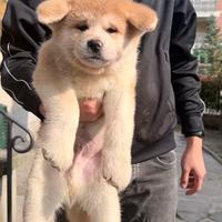Akita inu Pedigree