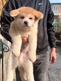 Akita inu Pedigree