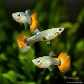 Guppy o avannotti