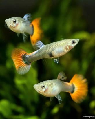 Guppy o avannotti