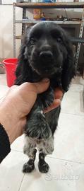 Cucciolo di cocker spaniel
