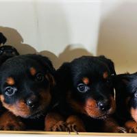 Cuccioli rottweiler