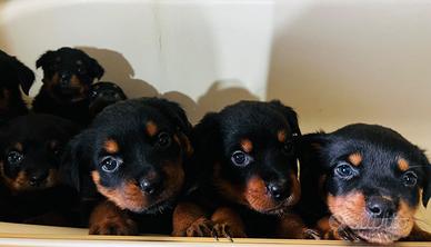 Cuccioli rottweiler