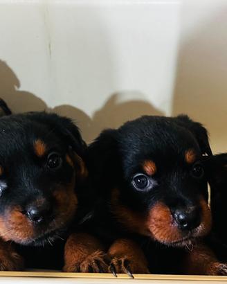 Cuccioli rottweiler