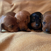 Cuccioli di Bassotto Kaninchen o Nano