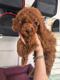 Cuccioli barboncini Toy nani e mini Toy Red