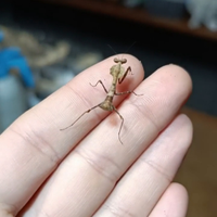 Mantide foglia secca Deroplatys desiccata