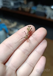 Mantide foglia secca Deroplatys desiccata