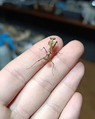 Mantide foglia secca Deroplatys desiccata