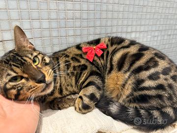 Gattina bengala Brown 8 mesi