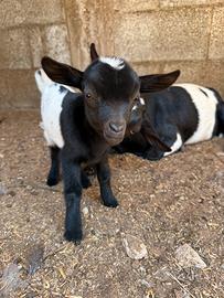 Due caprette ma Schio