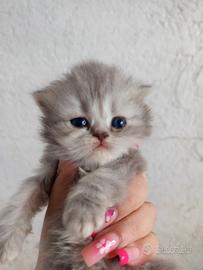 Gatti-gattini-cuccioli-persiani