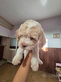 Lagotto