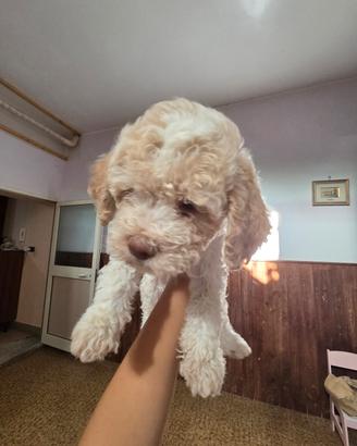 Lagotto