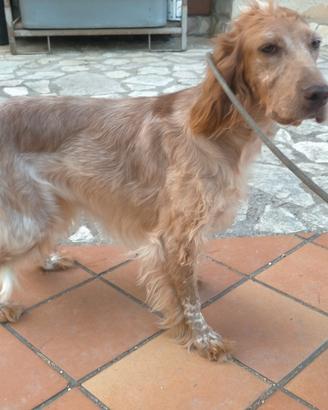 Setter inglese