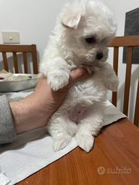 Maltese toy