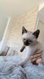 Ultima cucciola di simil siamese
