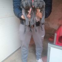 Cuccioli Cane Corso