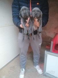 Cuccioli Cane Corso