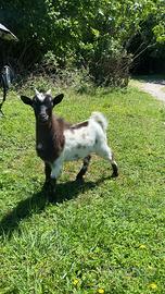 Capra tibetana