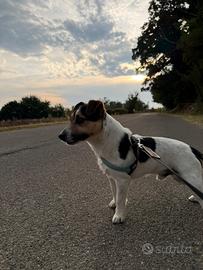 jack russel da accoppiamento