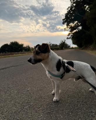jack russel da accoppiamento