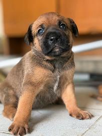 Cucciola meticcio- mix pitbull