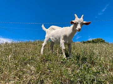 Capretto camosciato/saanen