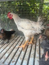 Gallo pesante giovane