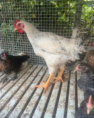 Gallo pesante giovane
