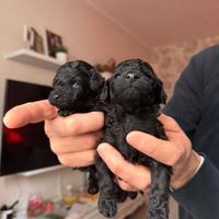 Disponibili cuccioli di toy