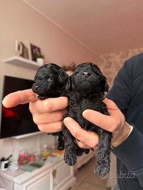 Disponibili cuccioli di toy