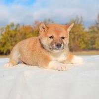 Cucciolo di Shiba Inu