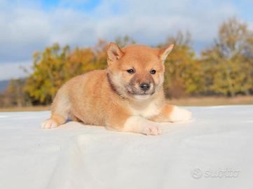 Cucciolo di Shiba Inu