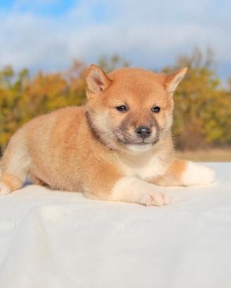 Cucciolo di Shiba Inu