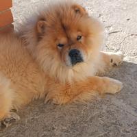 Chow Chow per Monta