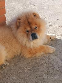 Chow Chow per Monta