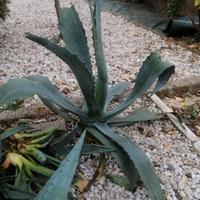 agave