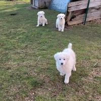 Cuccioli pastore maremmano abruzzese