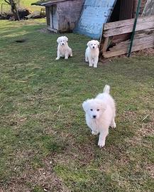 Cuccioli pastore maremmano abruzzese