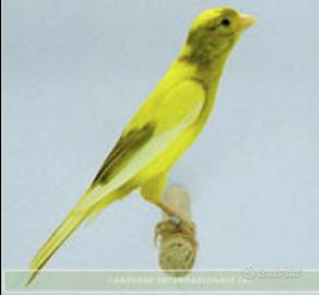 Spagnoli,five ,gloster,