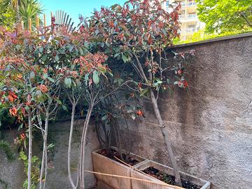 Vasi + Photinia Red Robin