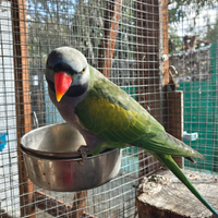 Parrocchetto derbyana parlante