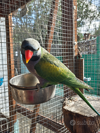 Parrocchetto derbyana parlante