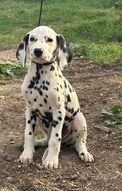 Disponibile dalmata