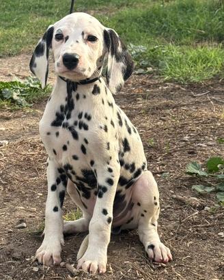 Disponibile dalmata