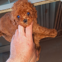 Cuccioli mini toy, barboncini, spitz pomerian