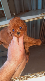 Cuccioli mini toy, barboncini, spitz pomerian