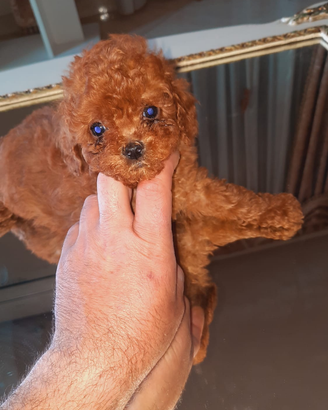 Cuccioli mini toy, barboncini, spitz pomerian